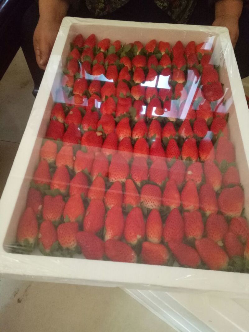 章姬草莓色艳靓丽耐运输30~40克奶莓章姬真实报价