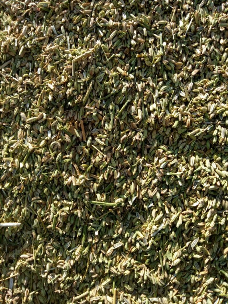 茴香籽