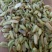 茴香籽