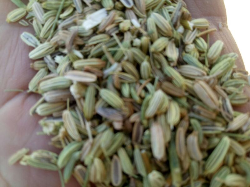 茴香籽