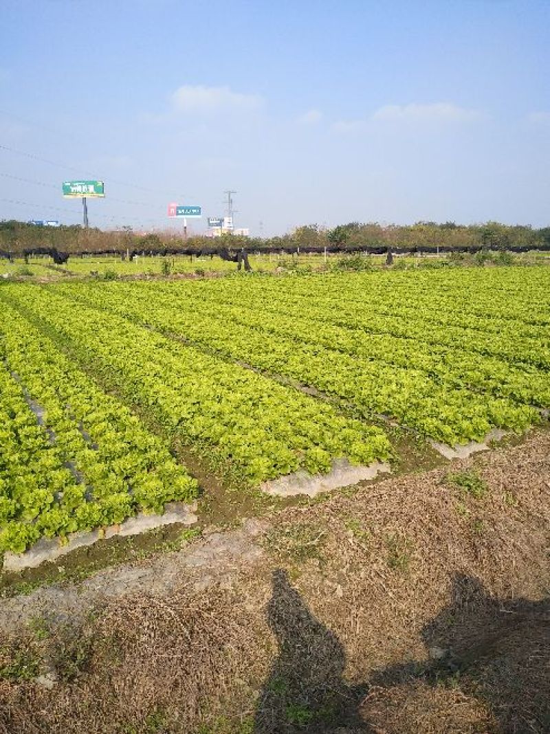 四川产地优选意大利生菜6两~7两新鲜采摘品质高价格优惠