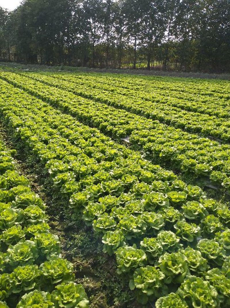 四川产地优选意大利生菜6两~7两新鲜采摘品质高价格优惠