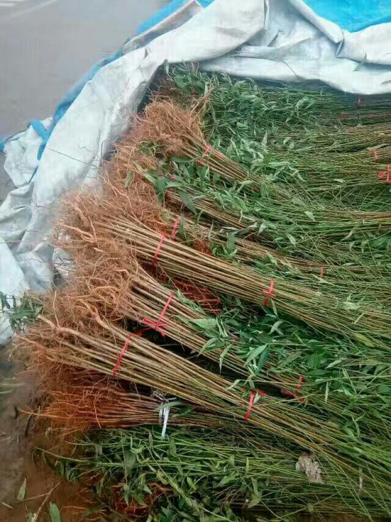 桃树苗80cm以上