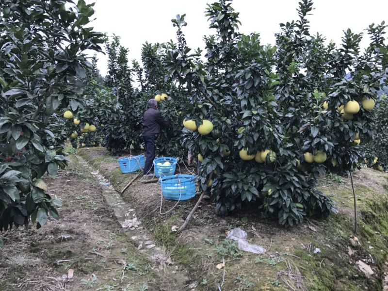 沙地柚1.5斤起老树白柚口感甜美皮薄多汁新鲜采摘