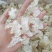 雪燕拉丝雪燕植物燕窝木髓丝滑胶原