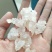 雪燕拉丝雪燕植物燕窝木髓丝滑胶原