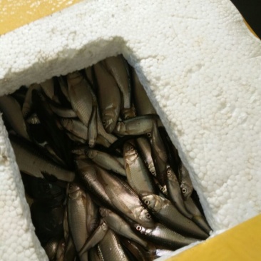马口鱼