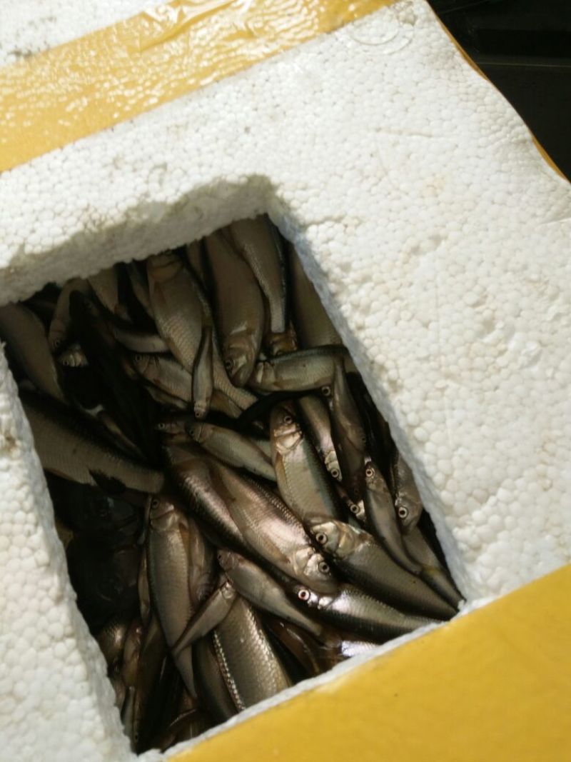 马口鱼