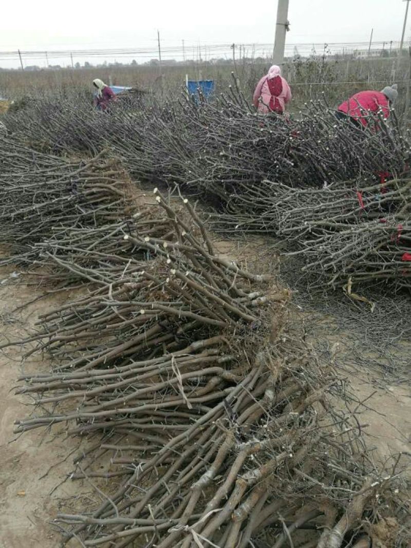 大枣苗80~110cm