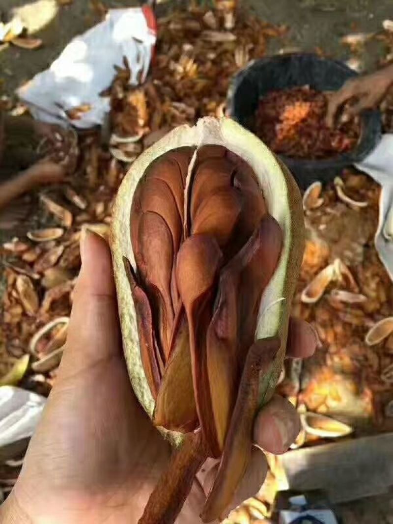 向天果所罗门向天果一亩的一家白心货