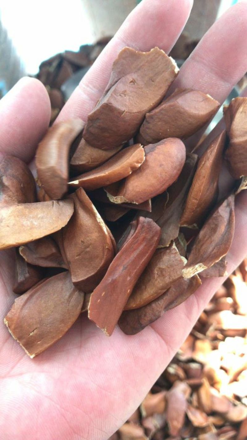向天果所罗门向天果一亩的一家白心货