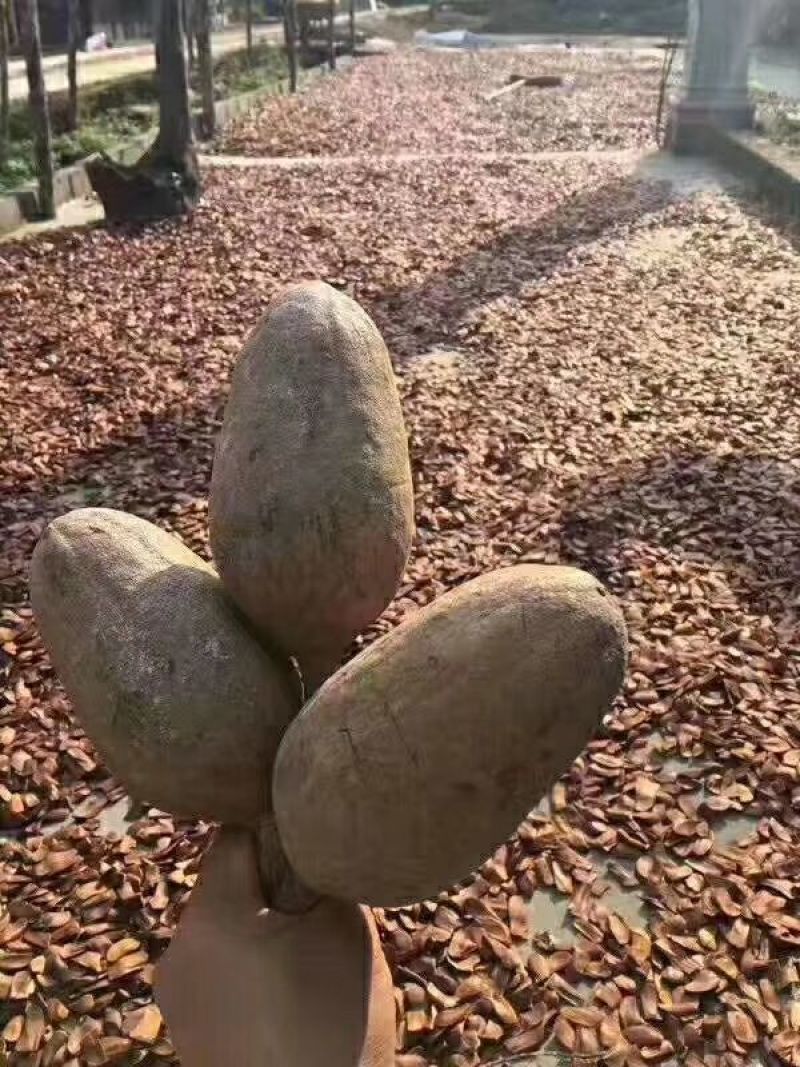 向天果所罗门向天果一亩的一家白心货