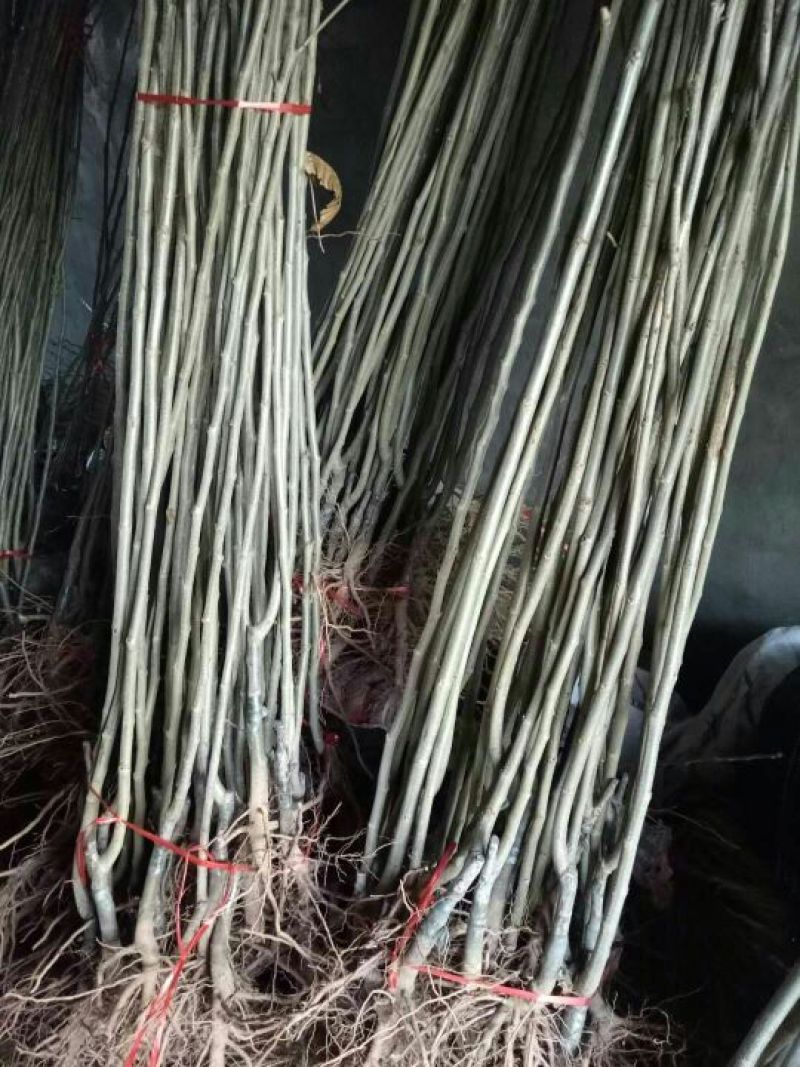 板栗苗嫁接苗大红袍泰山板栗苗现挖现发