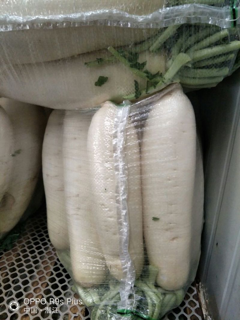 大量供应白萝卜，基地直发，欢迎选购
