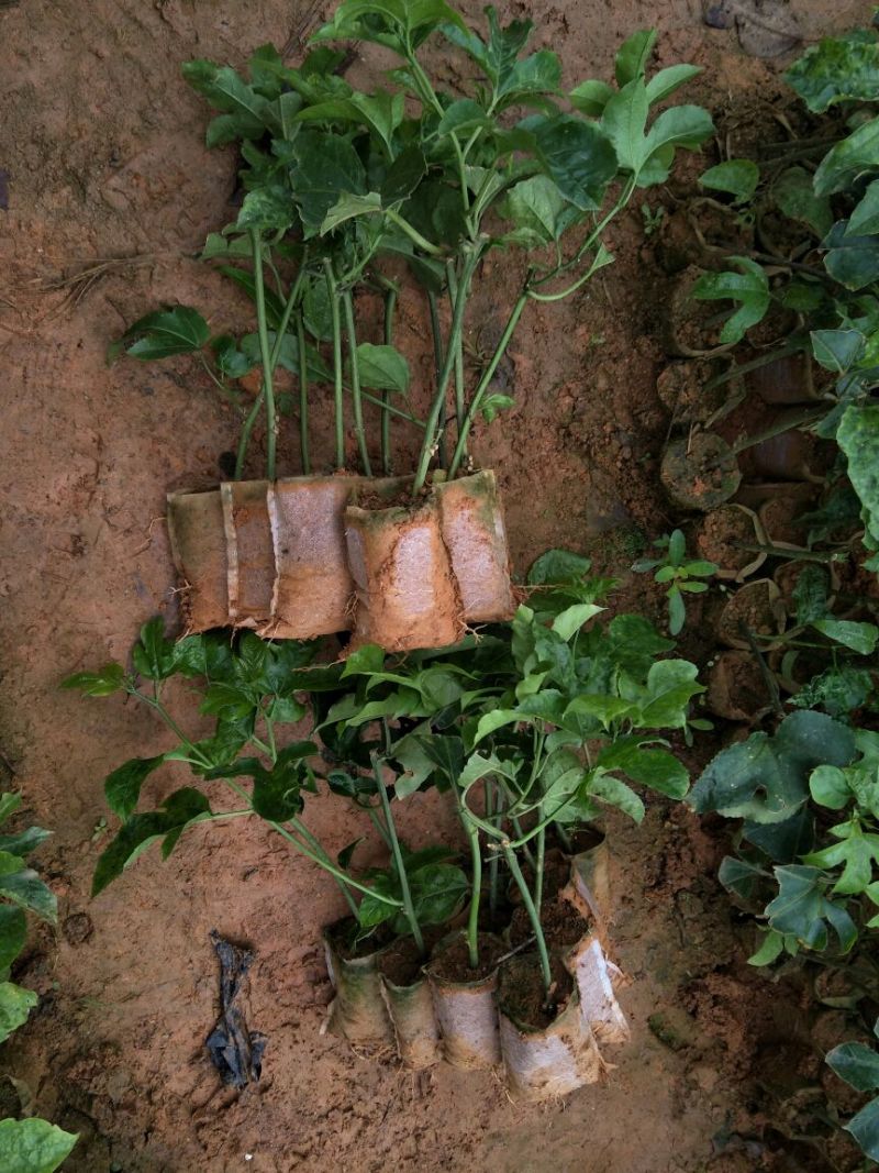 百香果苗10~20cm