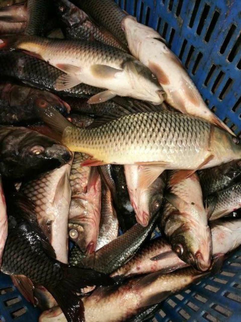 鲤鱼1~2公斤食用