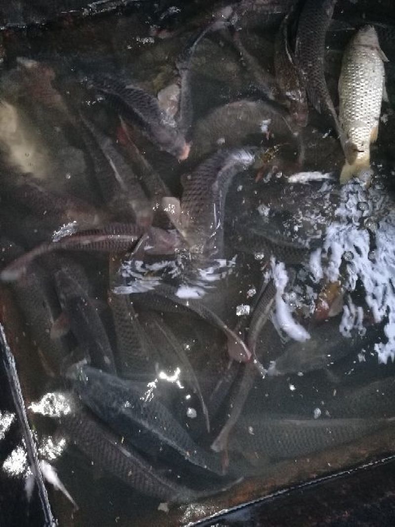 河鲤鱼食用2~3公斤