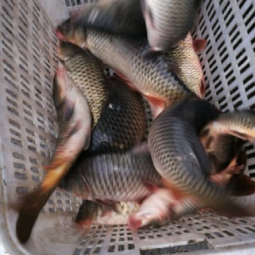 河鲤鱼食用2~3公斤