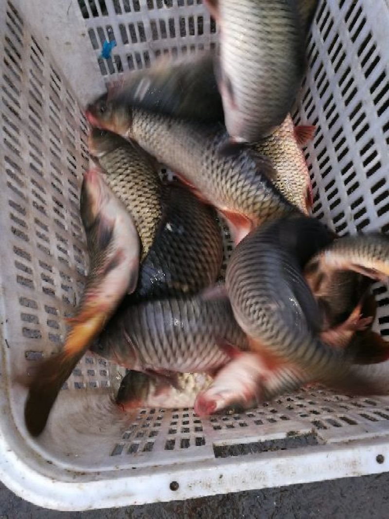 河鲤鱼食用2~3公斤