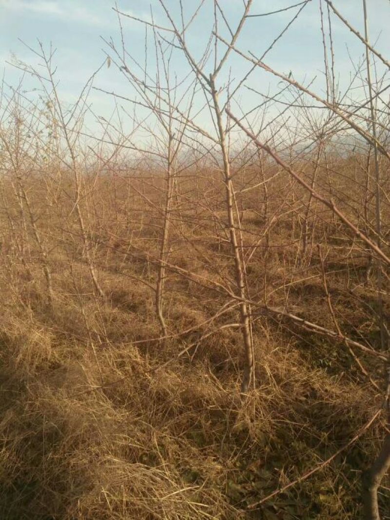 桃树苗