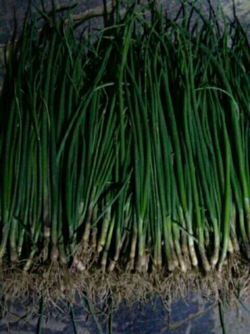 洋葱苗20~30cm，棵粗细均匀，葱形好产量高