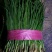 洋葱苗20~30cm，棵粗细均匀，葱形好产量高