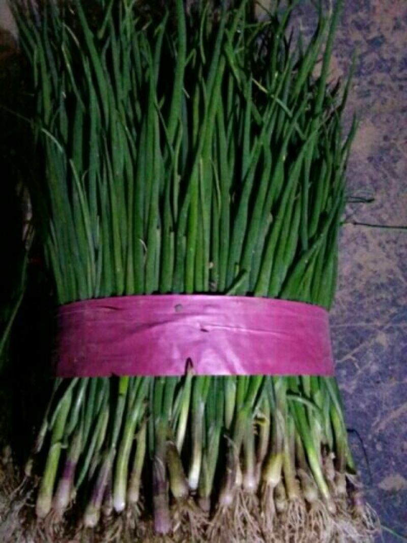 洋葱苗20~30cm，棵粗细均匀，葱形好产量高
