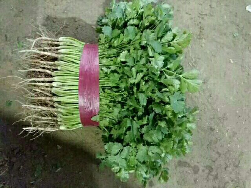 【香菜中叶铁杆青香菜20~30厘米，叶杆通绿】