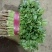 【香菜中叶铁杆青香菜20~30厘米，叶杆通绿】