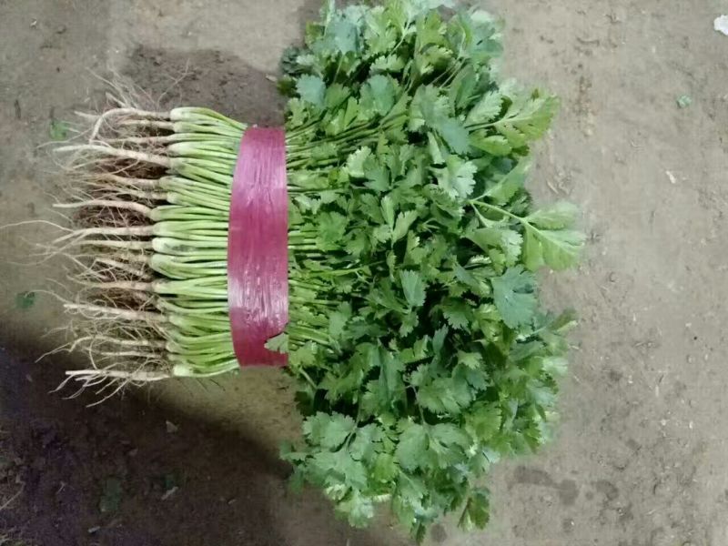【香菜中叶铁杆青香菜20~30厘米，叶杆通绿】