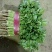 【香菜中叶铁杆青香菜现挖现发保证新鲜】