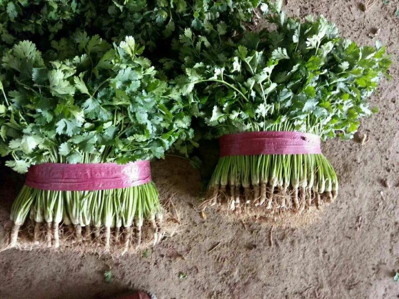 【香菜中叶铁杆青香菜现挖现发保证新鲜】