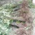 红油香椿树30~50cm