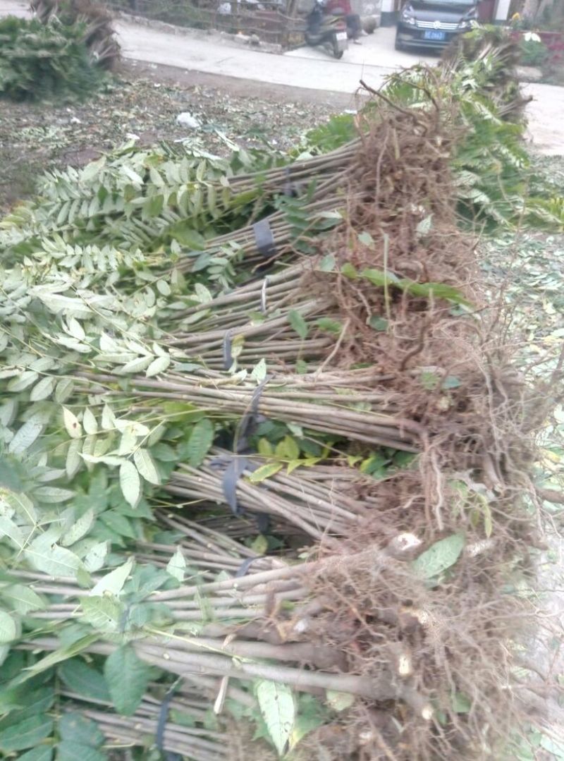 红油香椿树30~50cm