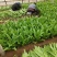 油麦菜20~25cm以上