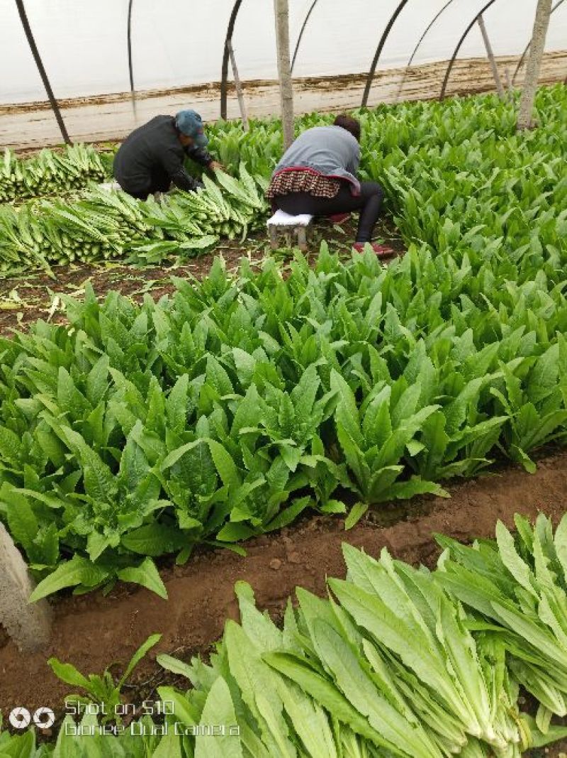 油麦菜20~25cm以上