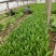 油麦菜20~25cm以上