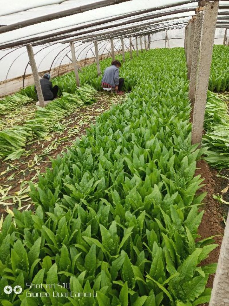 油麦菜20~25cm以上