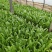 油麦菜20~25cm以上