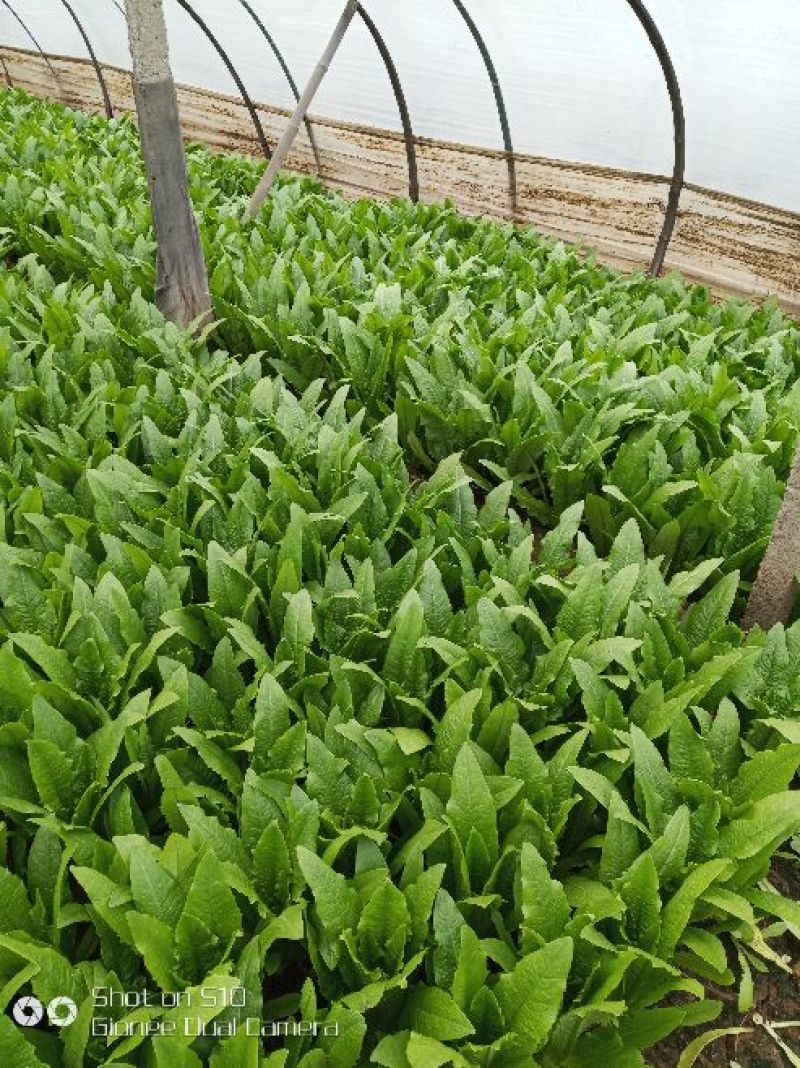 油麦菜20~25cm以上