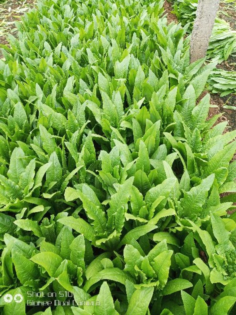 油麦菜20~25cm以上