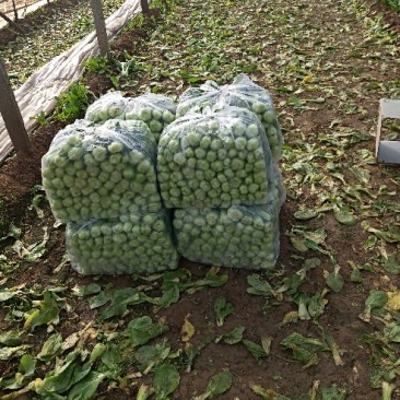 油麦菜20~25cm以上