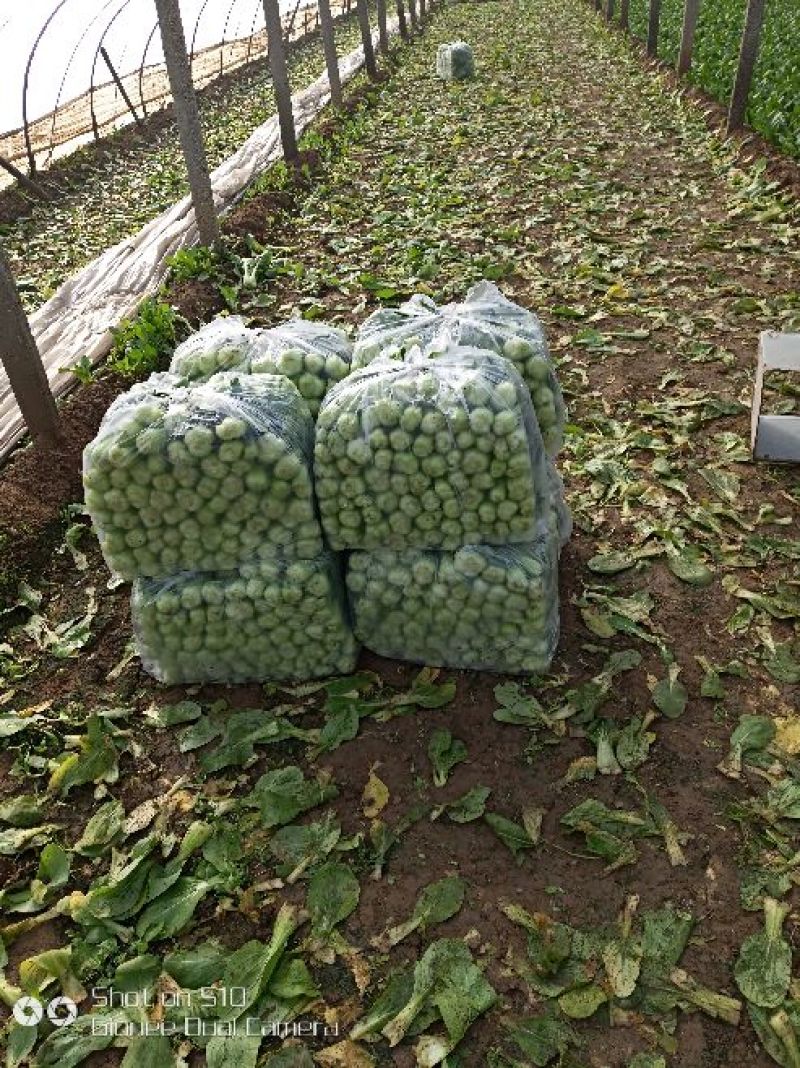 油麦菜20~25cm以上