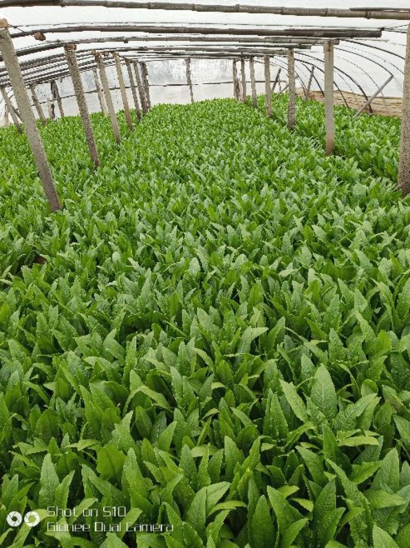 油麦菜20~25cm以上