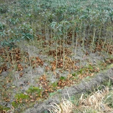 金桂花树苗120cm以上