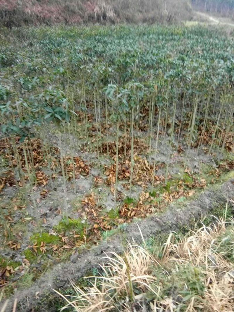 金桂花树苗120cm以上