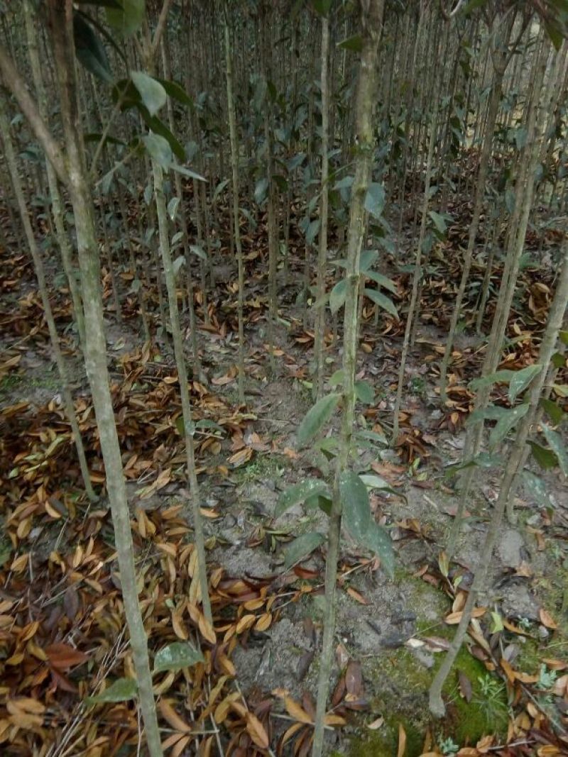 金桂花树苗120cm以上