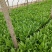 油麦菜20~25cm以上