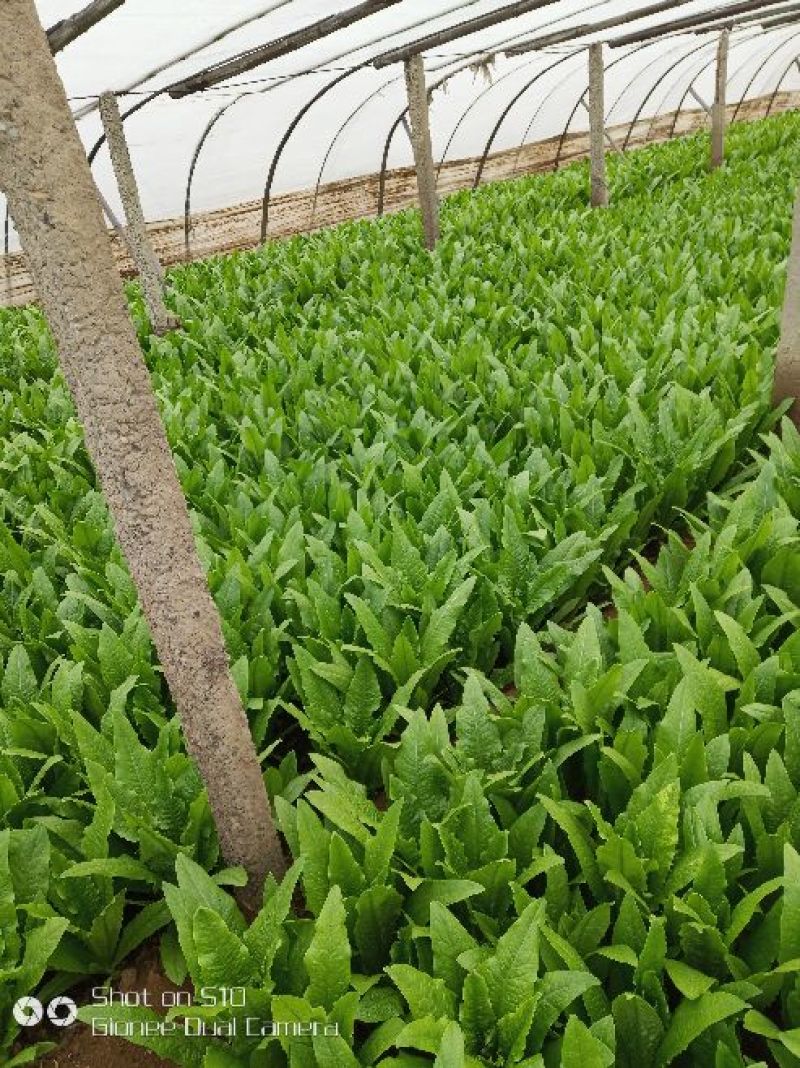 油麦菜20~25cm以上