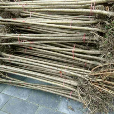日本樱花苗嫁接80cm以上